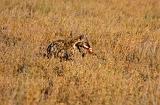 TANZANIA - Serengeti National Park - Iena maculata - 1